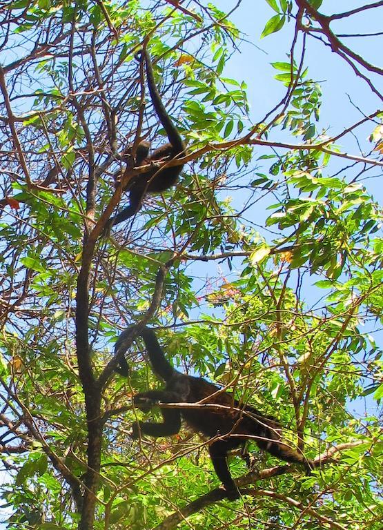 Casa Tranquilo Hostel Monteverde Ngoại thất bức ảnh