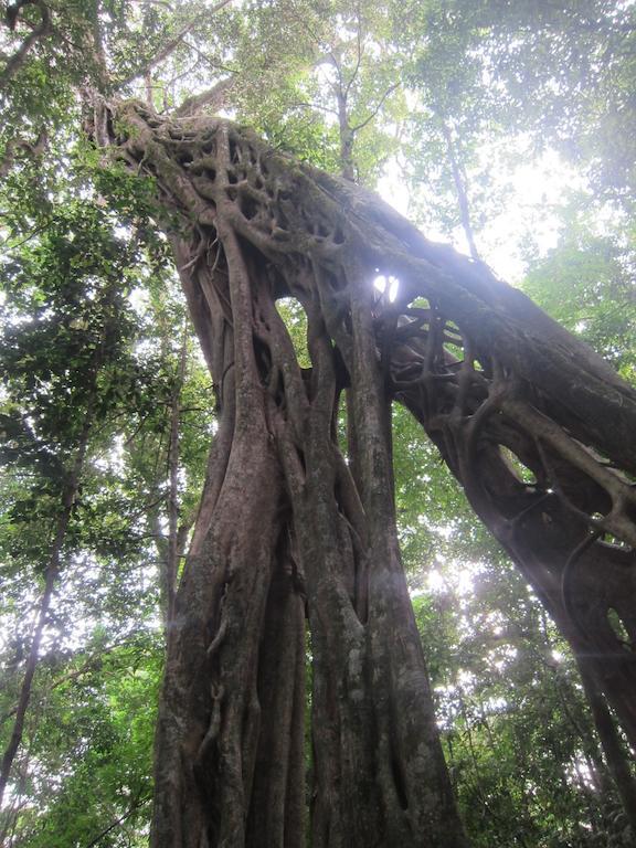 Casa Tranquilo Hostel Monteverde Ngoại thất bức ảnh
